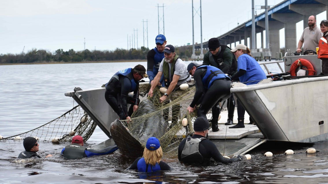 Equipe do SeaWorld ajuda a salvar dez peixes-bois encalhados