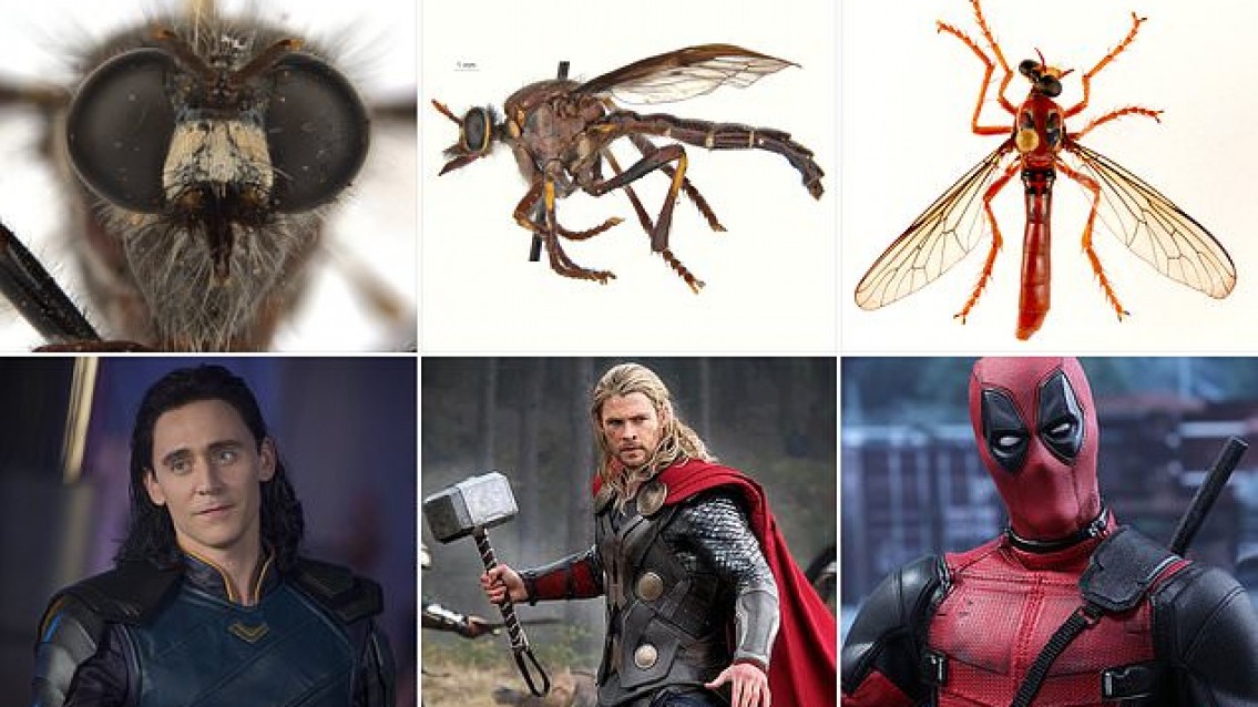 Lowly flies get super names inspired in Marvel Comic