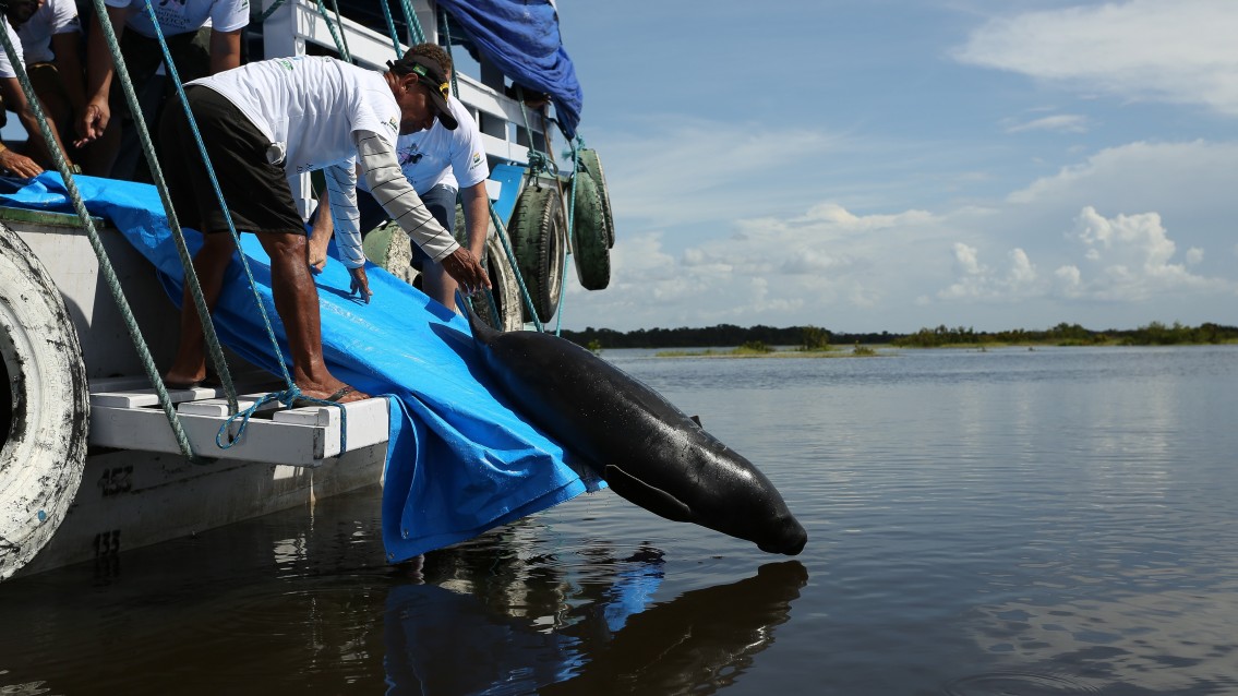 SeaWorld comemora novos projetos no Brasil