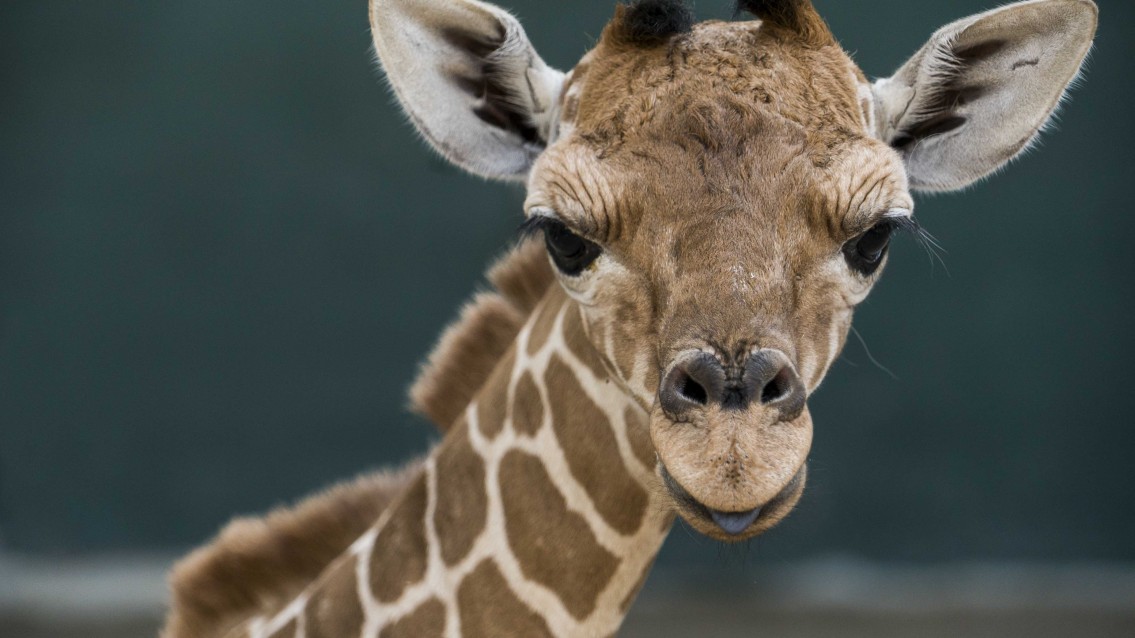 Nasce filhote de girafa em Busch Gardens em Tampa