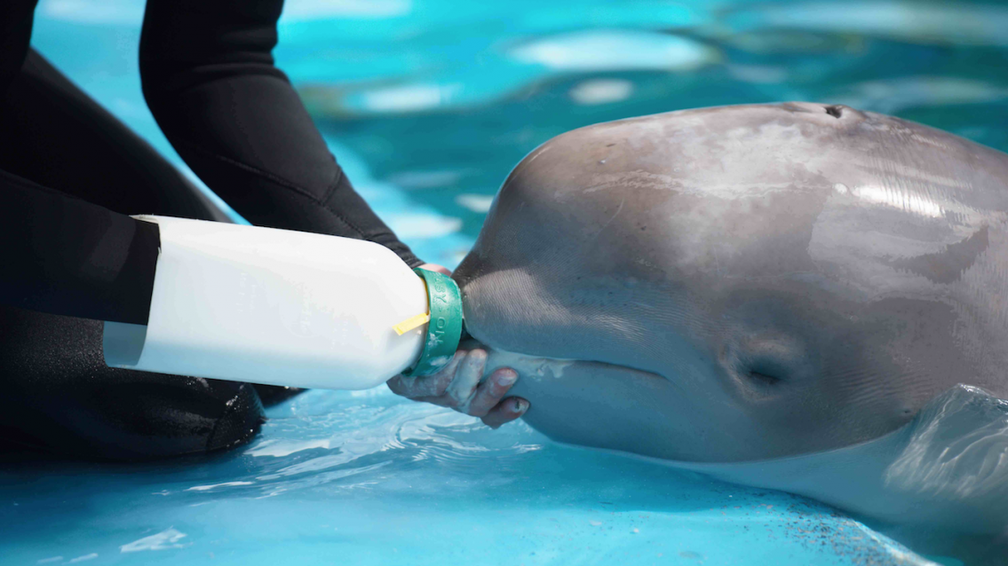 SeaWorld celebra reabilitação de sucesso de uma beluga