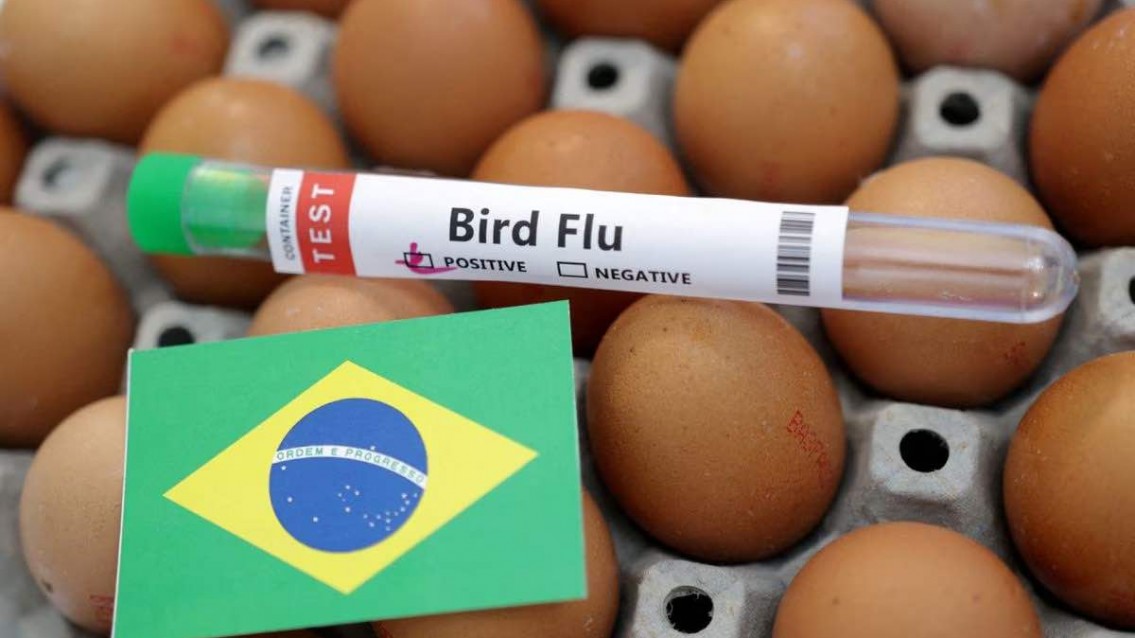 Brasil declara emergência de saúde animal
