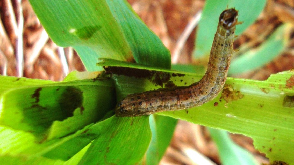 U.S. and Brazil support Africa in combating fall armyworm