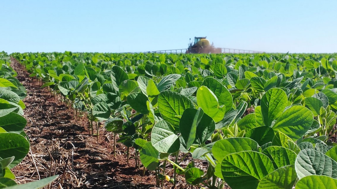 Conab amplia venda de milho para pequenos criadores